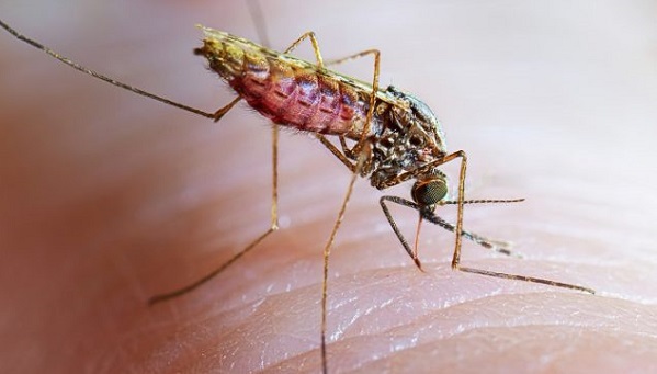 Anopheles Stephensi