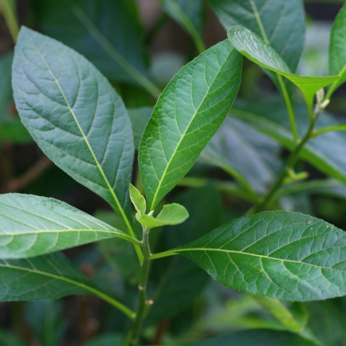 Bitter Leaf
