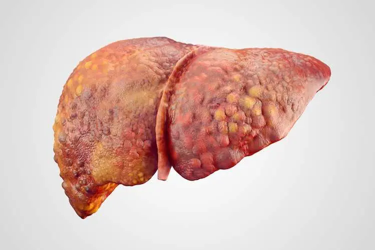 Liver