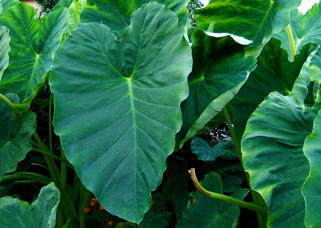 tara leaves