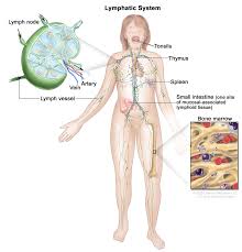 Lymph Nodes
