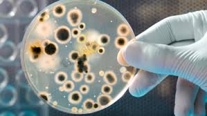 Nightmare bacteria