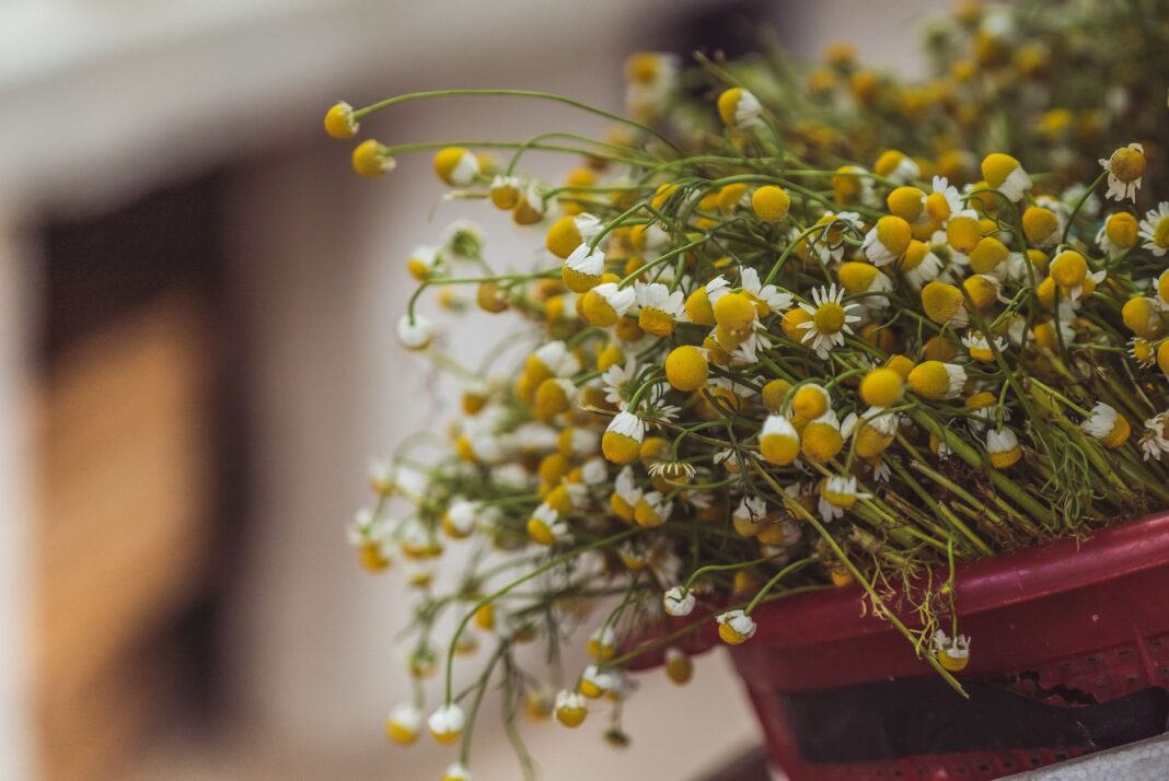 Chamomile Tea Benefits & Uses 2026 Guide