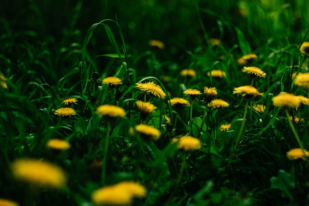 Dandelion Root Liver Cleanse Benefits 2026
