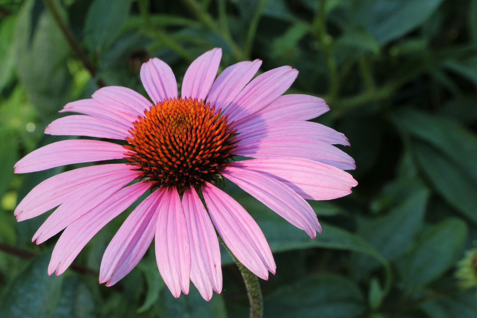 Echinacea Benefits for Colds 2026: Science & Uses
