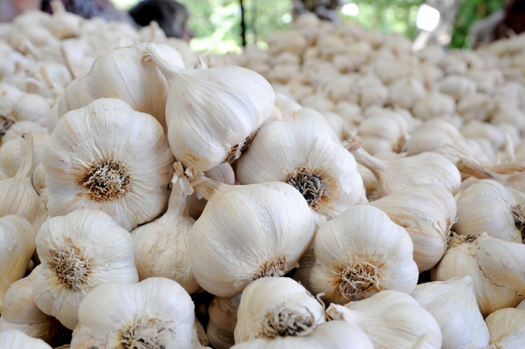 Garlic Health Benefits Nutrition 2026 Guide