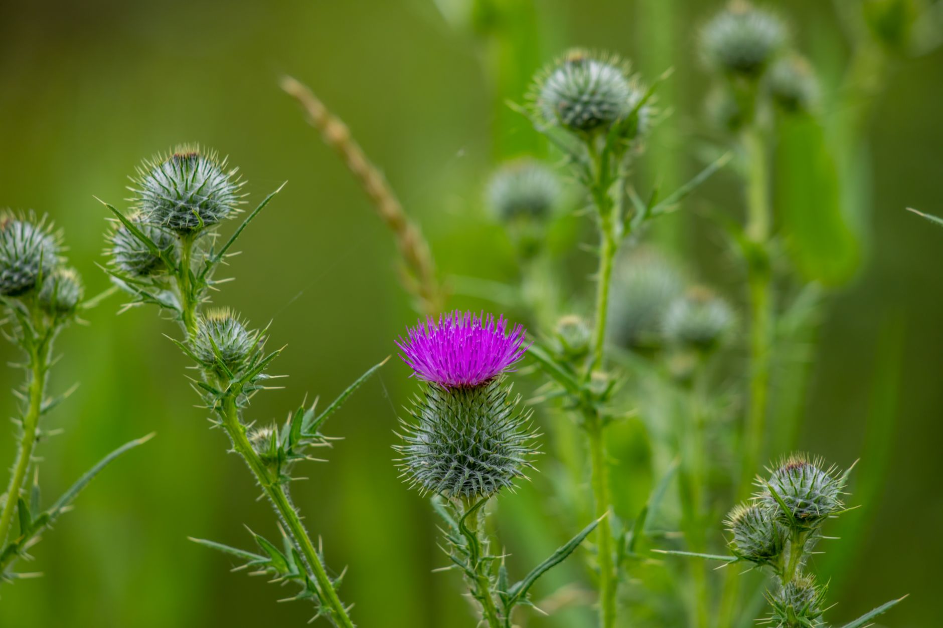 Milk Thistle Liver Health Benefits 2026