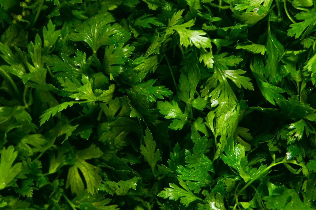 Oregano Antibacterial Properties & Health Benefits 2026