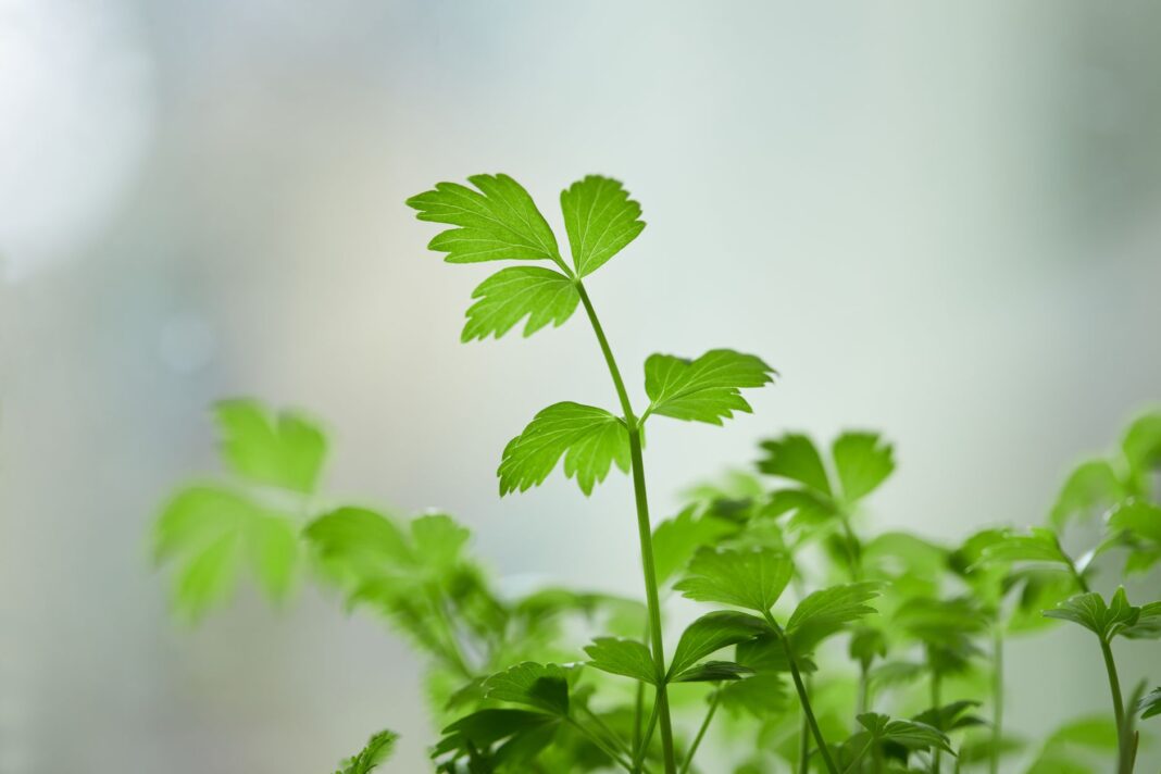 9 Herbs That Can Help Lower Blood Pressure 2026