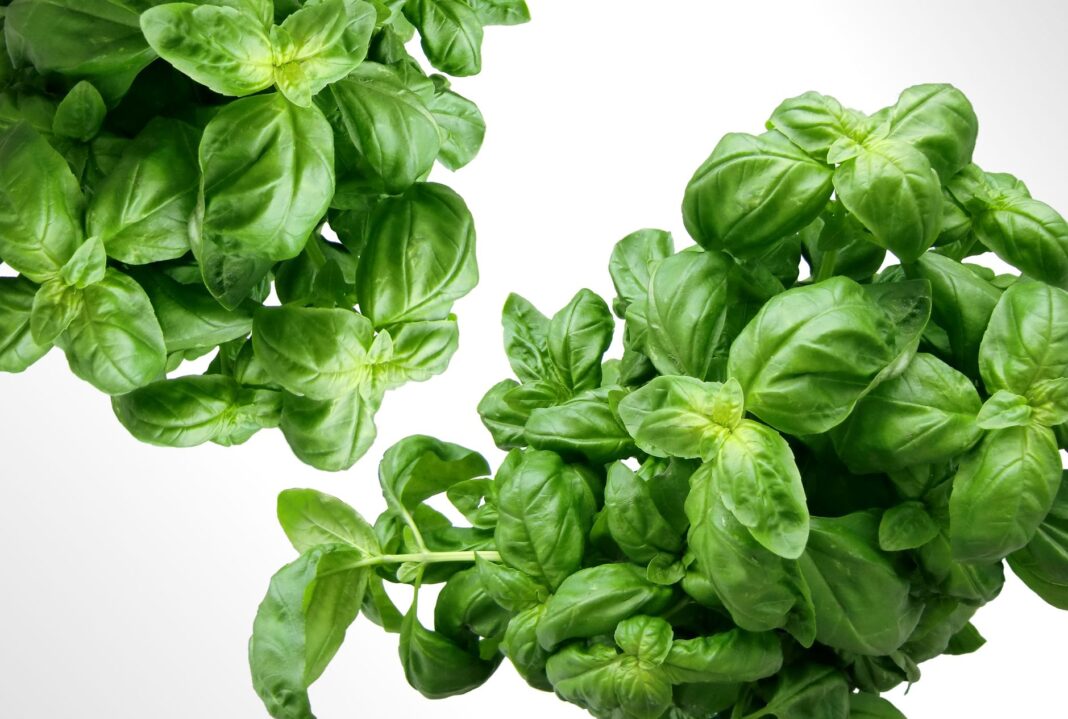 Herbs That Support Liver Health 2026