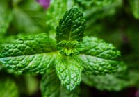 Peppermint Oil Uses for Digestion in 2026