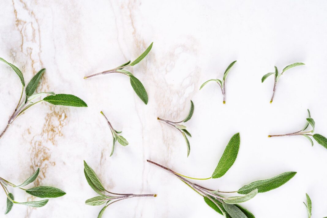 Sage Tea Benefits for Sore Throat 2026